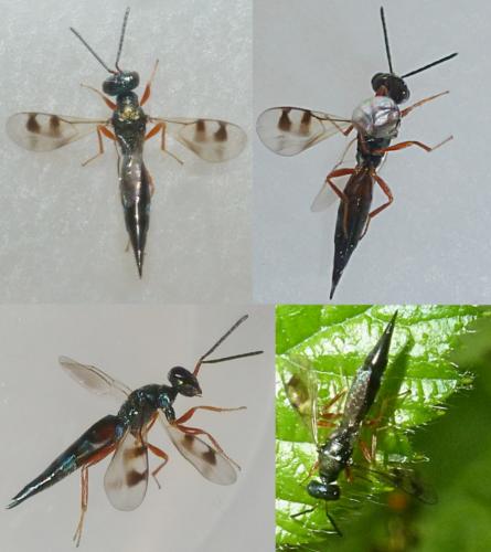 Réf. 233 840 : Trigonoderus cyanescens